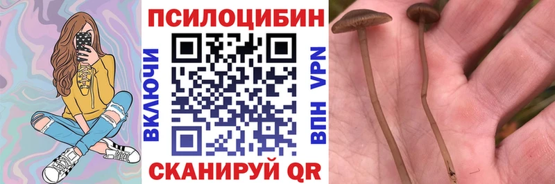 Псилоцибиновые грибы GOLDEN TEACHER  даркнет сайт  Чадан 